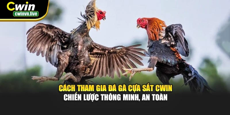 Cách tham gia đá gà cựa sắt CWIN – Chiến lược thông minh, an toàn
