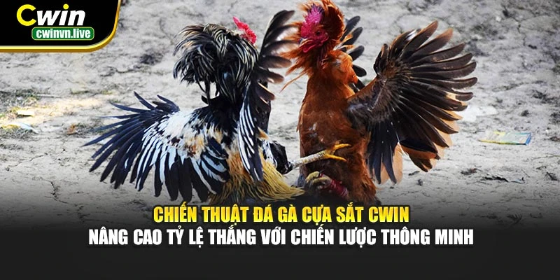 Chiến thuật đá gà cựa sắt CWIN – Nâng cao tỷ lệ thắng với chiến lược thông minh
