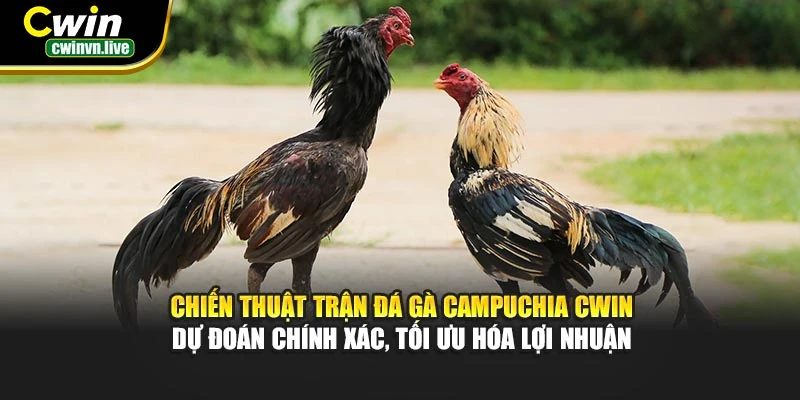 Chiến thuật trận đá gà Campuchia CWIN – Dự đoán chính xác, tối ưu hóa lợi nhuận