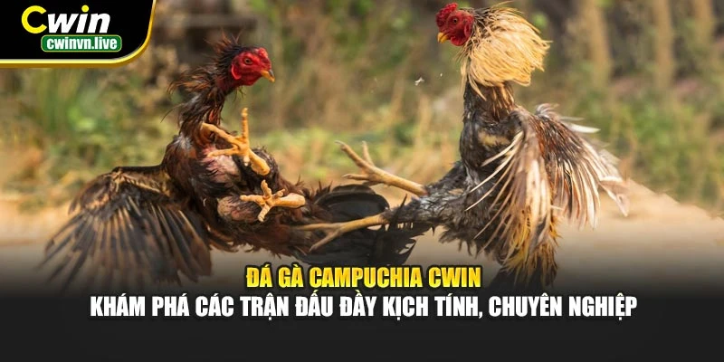 Đá gà Campuchia CWIN – Khám phá các trận đấu đầy kịch tính, chuyên nghiệp