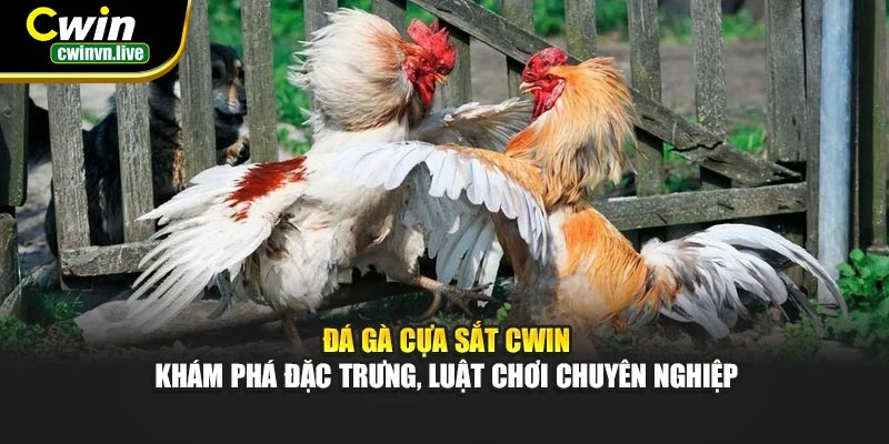 Đá gà cựa sắt CWIN – Khám phá đặc trưng, luật chơi chuyên nghiệp
