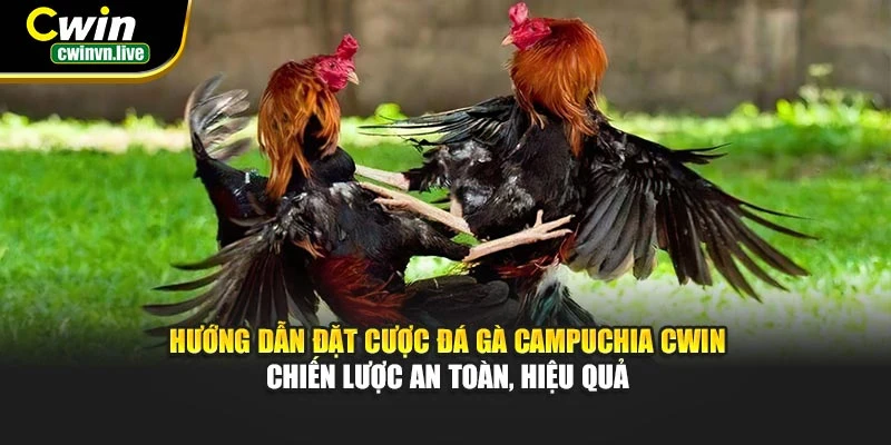 Hướng dẫn đặt cược đá gà Campuchia CWIN – Chiến lược an toàn, hiệu quả
