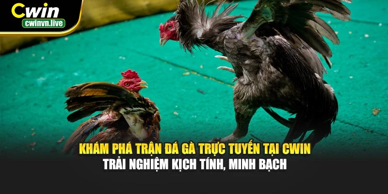 Khám phá trận đá gà trực tuyến tại CWIN – Trải nghiệm kịch tính, minh bạch