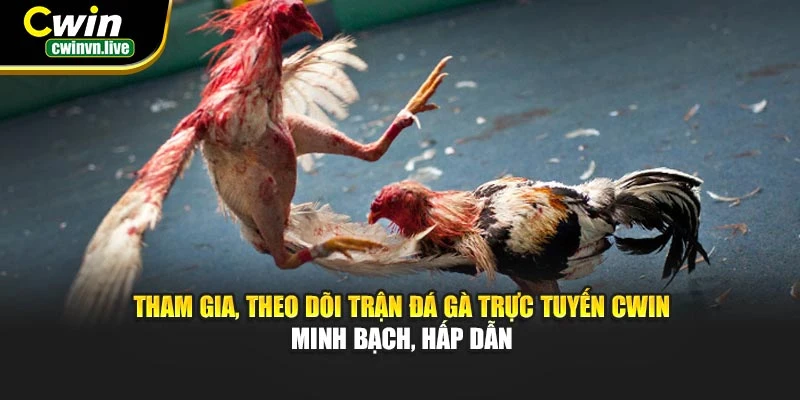 Tham gia, theo dõi trận đá gà trực tuyến CWIN – Minh bạch, hấp dẫn